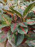 Garnet Coltrane Aglaonema